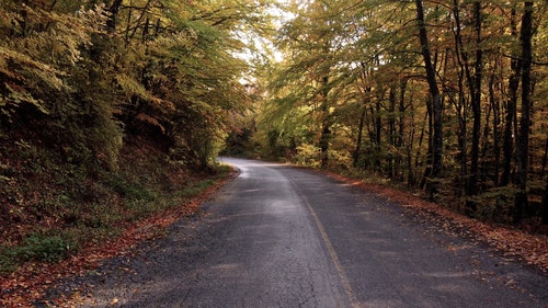 有关天性,性质,森林的免费素材视频