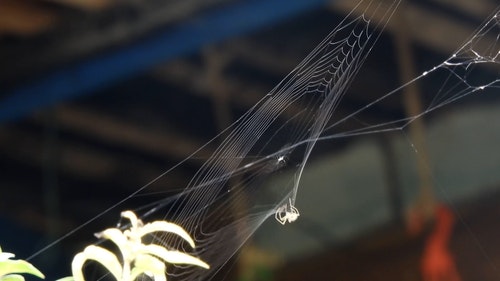 有关Web,互联网,动物的免费素材视频