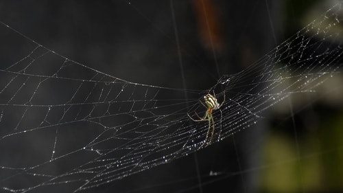 有关Web,互联网,动物的免费素材视频