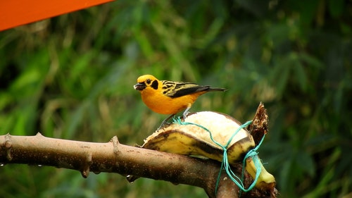有关动物,天性,性质的免费素材视频
