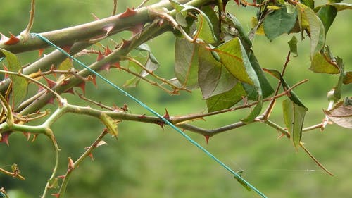 有关刺, 天性, 工厂的免费素材视频