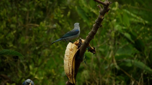 有关分公司,分枝,动物的免费素材视频
