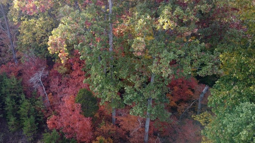 有关森林,树木,秋天的免费素材视频