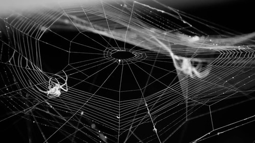 有关Web,互联网,动物的免费素材视频