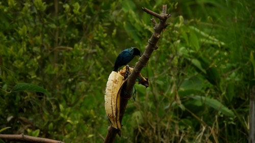 有关动物,天性,性质的免费素材视频