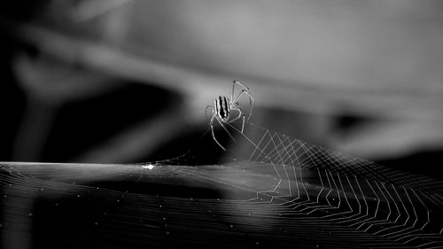 有关Web,互联网,动物的免费素材视频