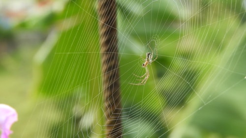 有关Web,互联网,动物的免费素材视频
