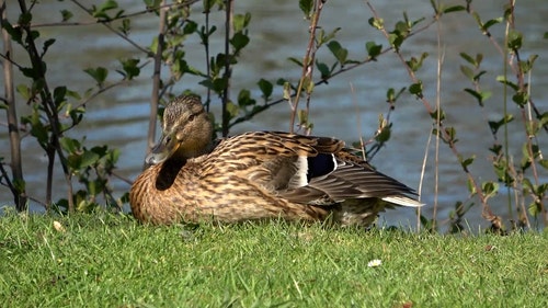 有关动物,天性,性质的免费素材视频