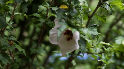 有关动物,天性,性质的免费素材视频