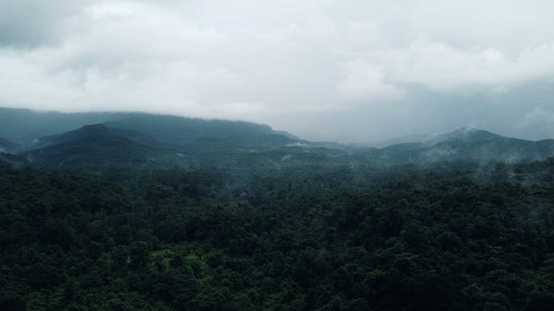 有关华丽的,印度,丛林的免费素材视频