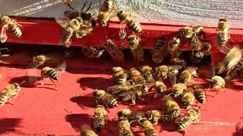 有关一群,养蜂业,动物的免费素材视频