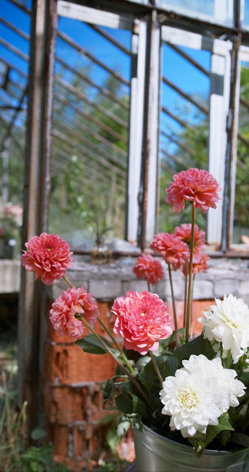 有关人,修剪花草,园艺的免费素材视频