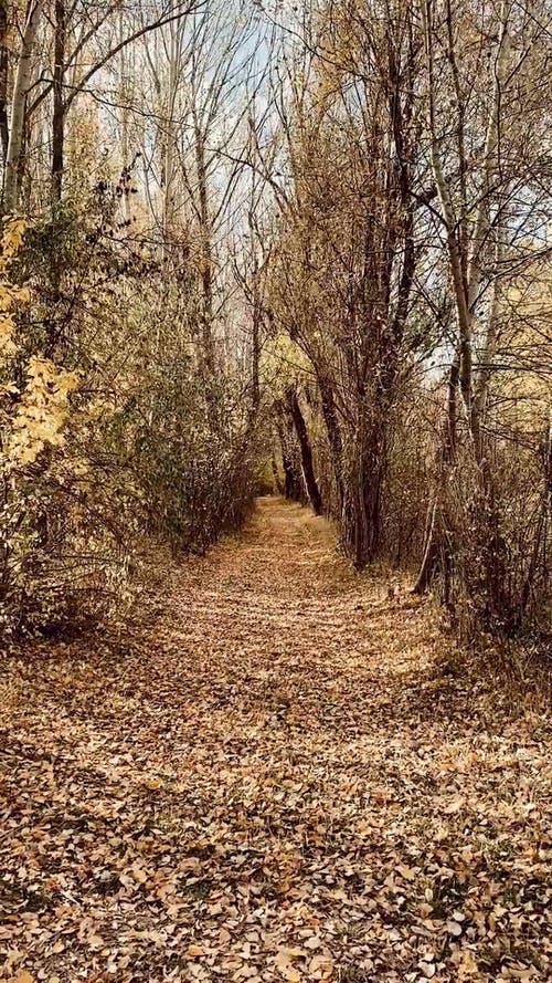 有关垂直视频, 天性, 工厂的免费素材视频