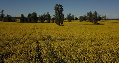 有关农村的场景, 增长, 广大的免费素材视频