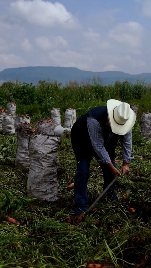 有关人,农村的场景,垂直拍摄的免费素材视频