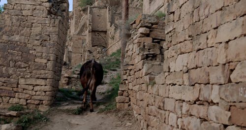 有关动物, 后视图, 家畜的免费素材视频