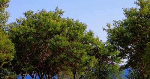 有关分支机构,天性,性质的免费素材视频