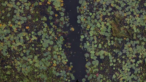 有关一小群人, 划船, 划艇的免费素材视频