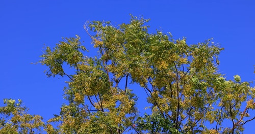 有关多风,天性,宁静的免费素材视频