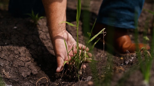 有关人,农村的场景,增长的免费素材视频