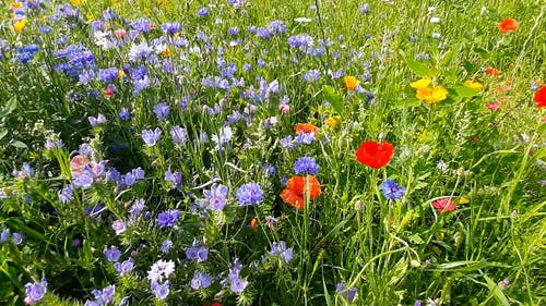 有关多色的, 天性, 头花的免费素材视频