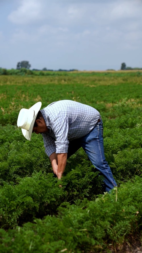 有关人,农村的场景,垂直拍摄的免费素材视频