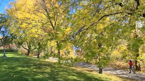 有关公园,女人,树的免费素材视频