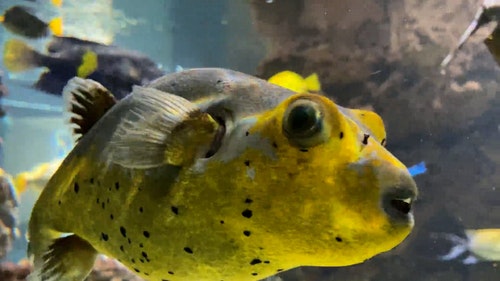 有关动物,天性,性质的免费素材视频