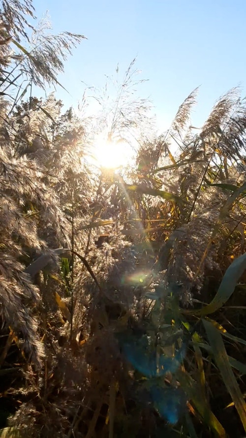 有关乾燥花,垂直视频,多风的免费素材视频