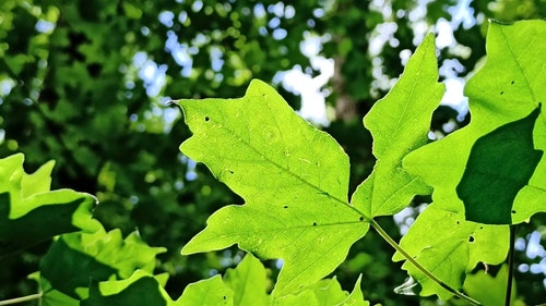 有关天性,工厂,厂的免费素材视频