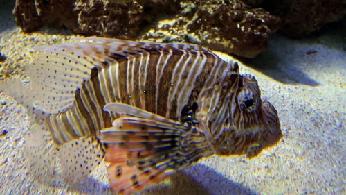 有关动物,天性,性质的免费素材视频