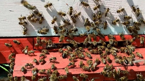 有关一群,养蜂业,动物的免费素材视频