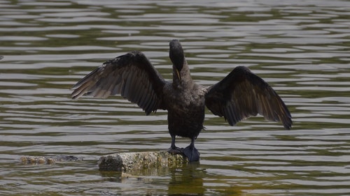 有关cormoran,传播翅膀,动物的免费素材视频