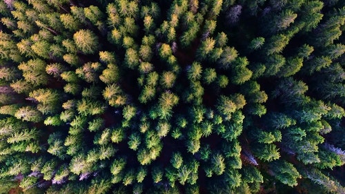 有关天性,性质,森林的免费素材视频