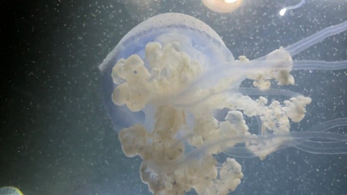 有关动物,天性,性质的免费素材视频