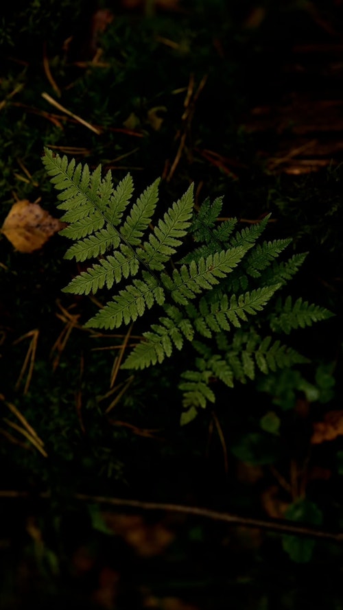 有关分公司,分枝,垂直拍摄的免费素材视频