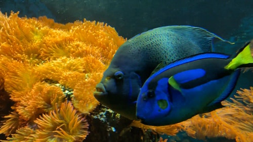 有关动物,天性,性质的免费素材视频