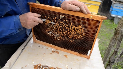 有关人,养蜂业,养蜂人的免费素材视频