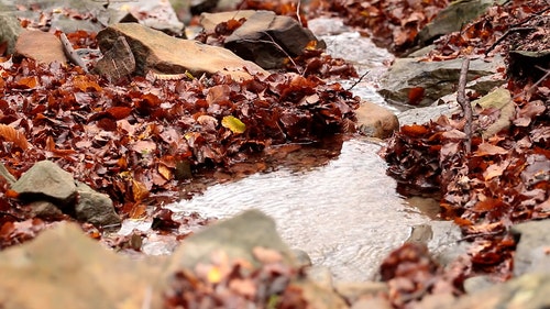 有关天性,季节,小的免费素材视频