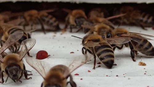 有关一群,养蜂业,昆虫的免费素材视频