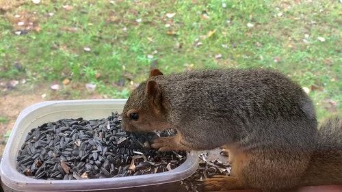 有关动物,可爱,吃的免费素材视频