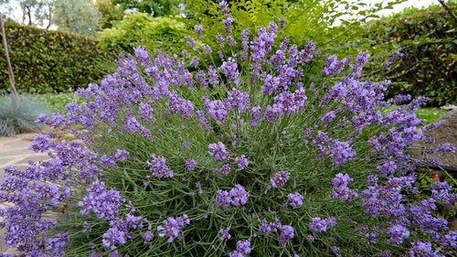 有关工厂,厂,昆虫的免费素材视频