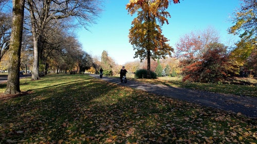 有关公园,树,秋天的免费素材视频