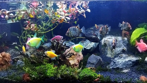 有关动物,工厂,厂的免费素材视频