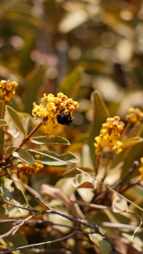 有关动物,垂直拍摄,天性的免费素材视频