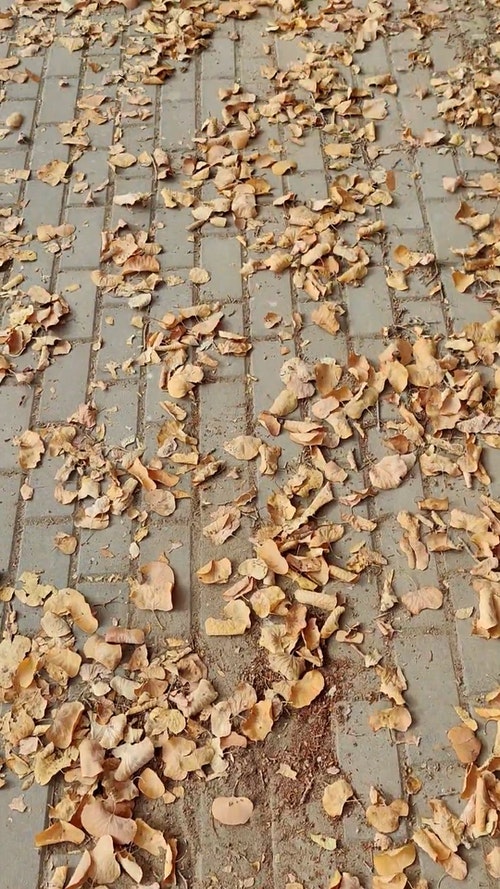 有关垂直拍摄,季节,树的免费素材视频