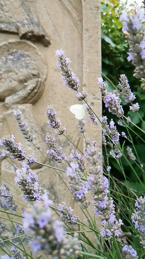 有关动物,垂直拍摄,天性的免费素材视频