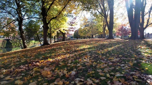 有关公园,景观,树的免费素材视频