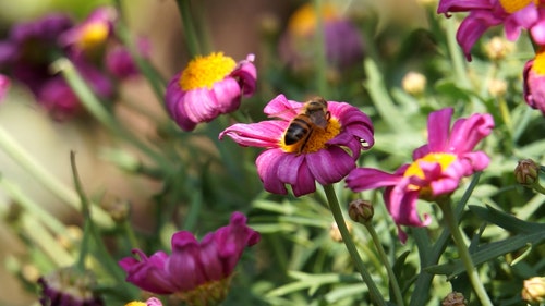 有关天性,工厂,厂的免费素材视频