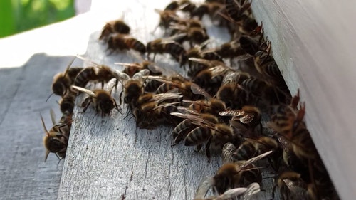 有关一群,养蜂业,昆虫的免费素材视频